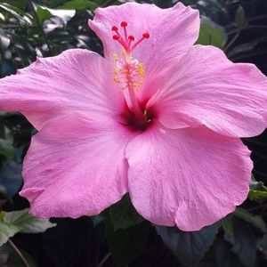 Meet your Posher, Joann